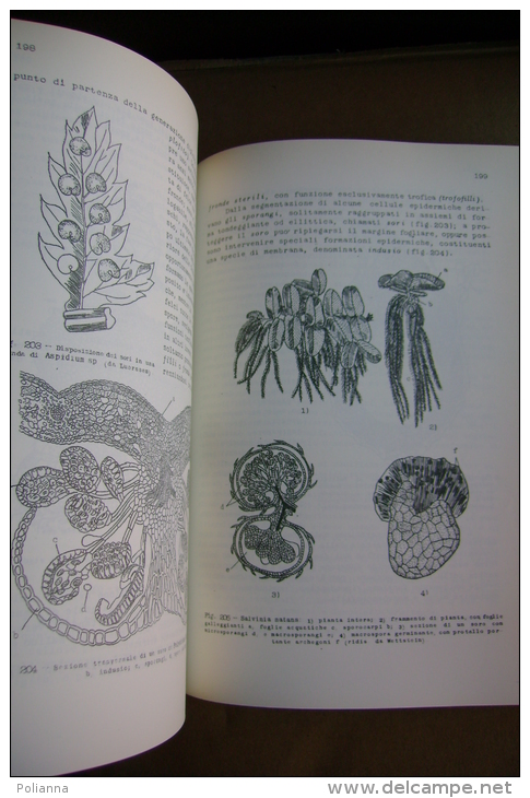 PBT/55 F.Sappa BOTANICA FARMACEUTICA Levrotto & Bella 1959 - Geneeskunde, Biologie, Chemie