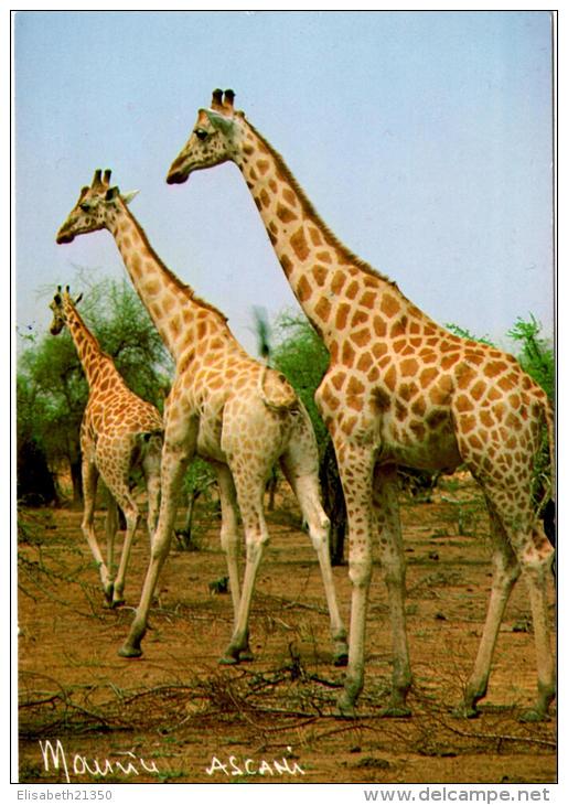 Girafes Vers FAMALE - Niger