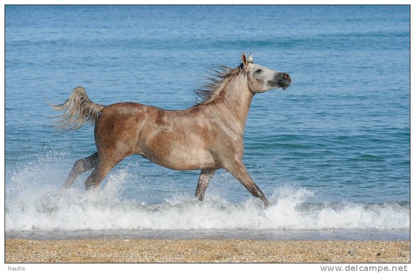 New Postcard, Postkarte, Carte Postale, Animal, Tier, Animale, Horse, Water, Sea, Coast - Horses