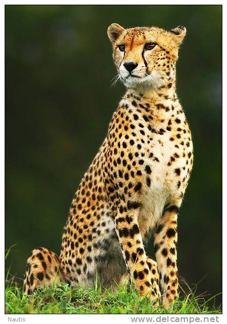 New Postcard, Postkarte, Carte Postale, Animal, Tier, Animale, Cheetah - Other & Unclassified