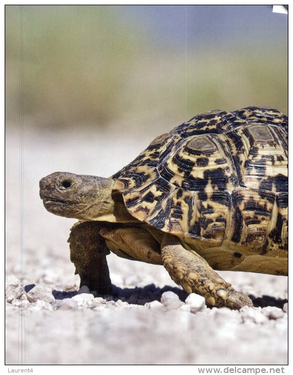 (600) Tortue - Tortoise - Tortues