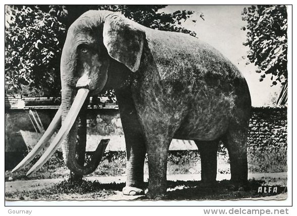 Sainte Genevieve Des Bois : Hameau De Liers - éléphant En Béton (éléphas Indicus) Tabac De L´Elephant Route De Corbeil - Sainte Genevieve Des Bois