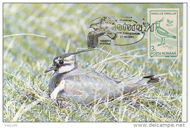 PEWIT, SEABIRD, CM, MAXICARD, CARTES MAXIMUM, 1991, ROMANIA - Mouettes