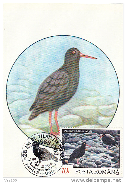 SEAGULLS, CM, MAXICARD, CARTES MAXIMUM, 1993, ROMANIA - Mouettes