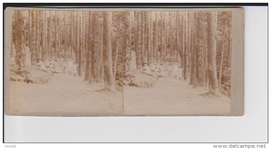 PH 08-13-240 :  Format 6 X 13 Cm : Bagnoles De L´Orne  Forêt De Sapins  (Orne) Août 1904 - Photos Stéréoscopiques