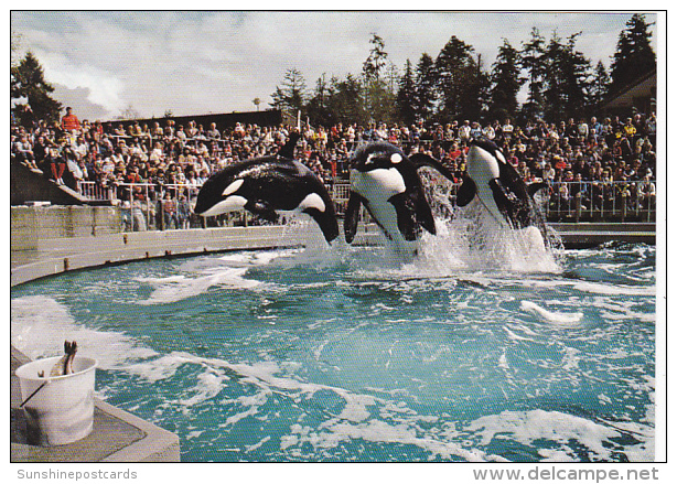 Killer Whales At The Vancouver Aquarium British Columbia Canada - Altri & Non Classificati