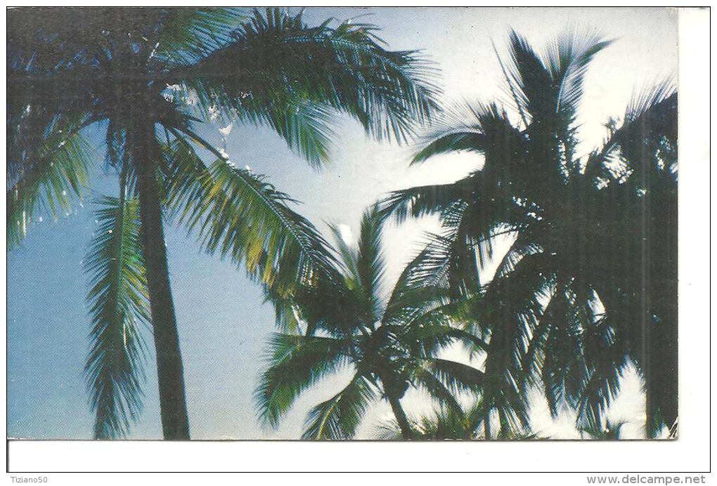 PALM TREES IN NEW CALEDONIA.FP-F-121 - Nieuw-Caledonië