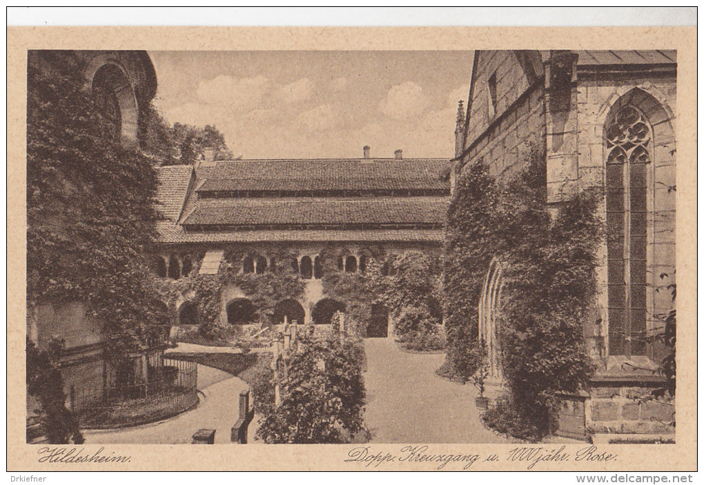 Hildesheim, Mariendom, Kreuzgang,  1000jährige Rose, Um 1915 - Kirchen U. Kathedralen