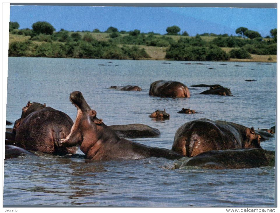(361M) Hippopotamus - Hippopotame - Hippopotames
