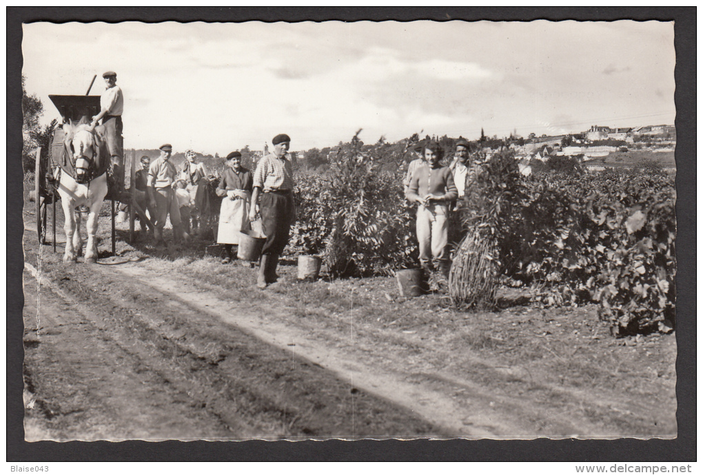 Cpsm - REUGNY - Indre Et Loire - Les Vendanges Sur Les Coteaux - Reugny