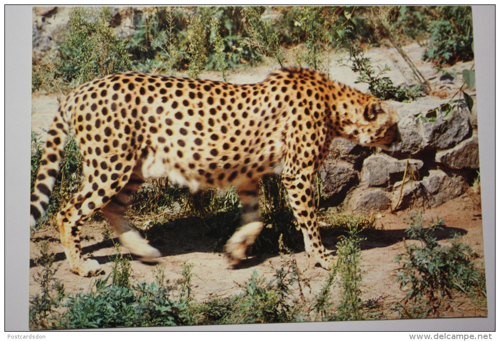 Ukraine. Kiev ZOO. CHEETAH. 1989 - Tijgers