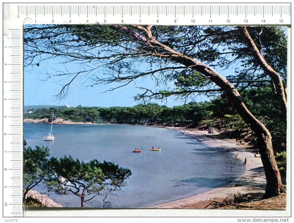 ILE De PORQUEROLLES  -  La Plage  D Argent - Porquerolles