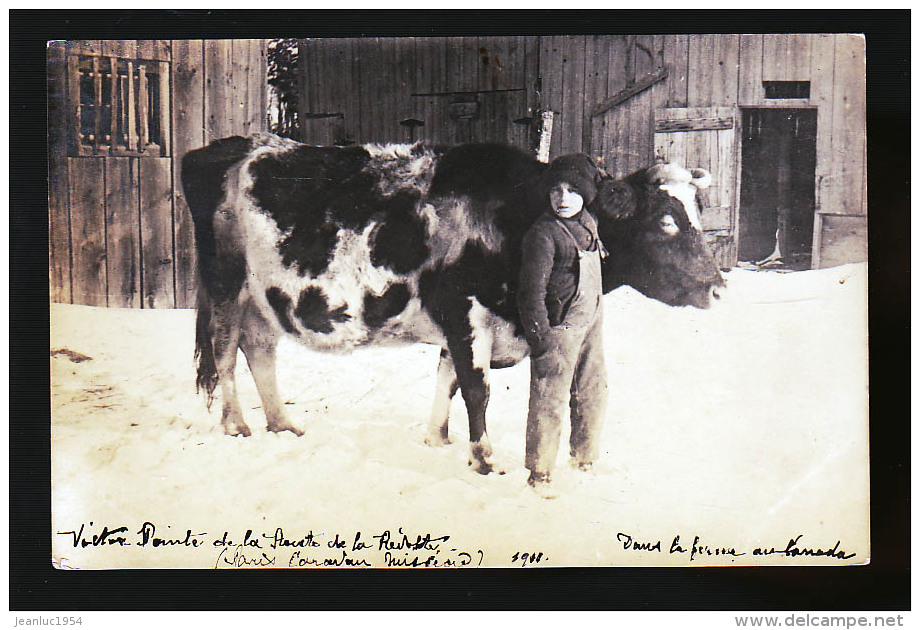 CANADA VACHE ET UN ENFANT PHOTO CARTE - Otros & Sin Clasificación