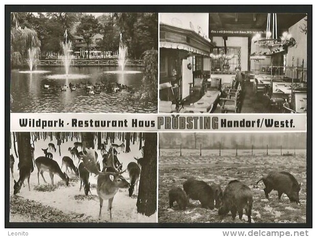 HANDORF Wildpark Restaurant PRÖBSTING Münster Ca. 1960 - Muenster