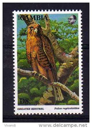 Gambia - 1993 - D8 Greater Kestrel - MNH - Gambia (1965-...)