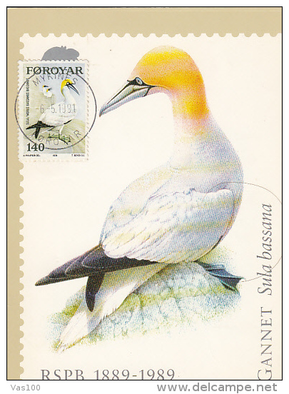 GANNET- SULA BASSANA, CM, MAXICARD, CARTES MAXIMUM, 1991, FEROE ISLANDS - Albatros & Stormvogels