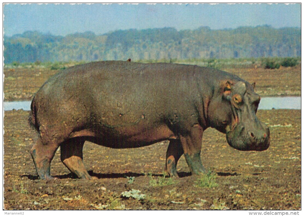 Hippopotame - Ippopotamo Africa - Kodak Cecami 396 - Flusspferde