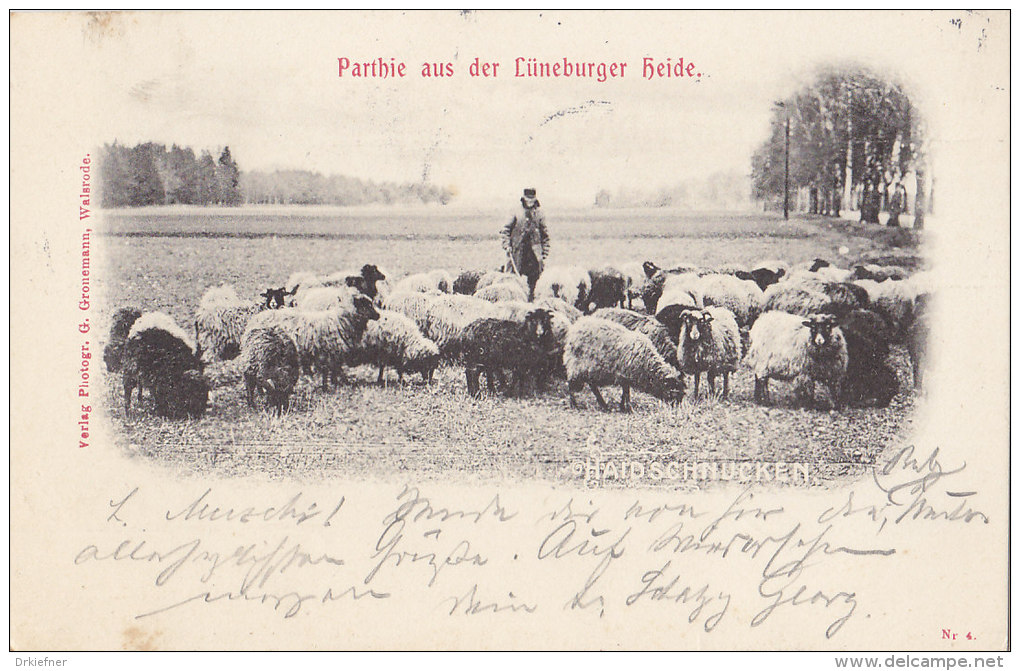 Partie In Der Lüneburger Heide, Haidschnucken, Schafe, Um 1903 - Lüneburger Heide