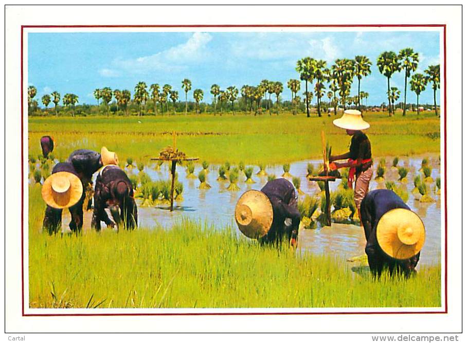 CPM - Cultivation Of The Rice In Thaïland (Phornthip Phatana Ltd, B 318) - Thaïlande