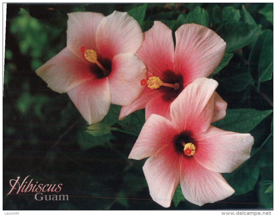 (876) Guam - Flowers Plumeria & Hibiscus - Guam