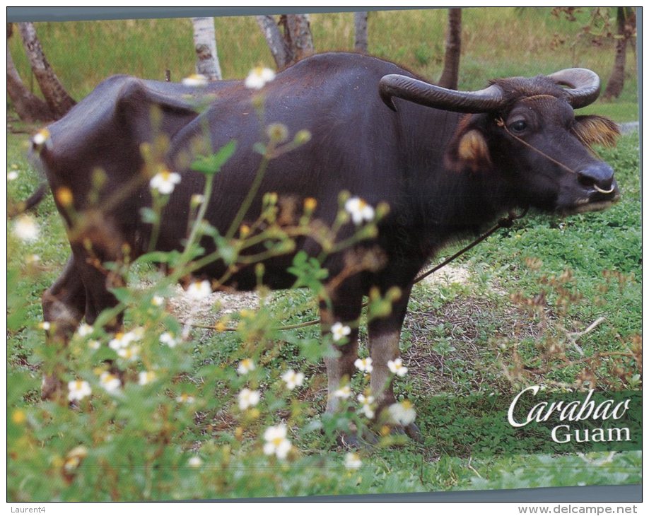 (876) Guam - Carabao - Water Buffalo - Guam