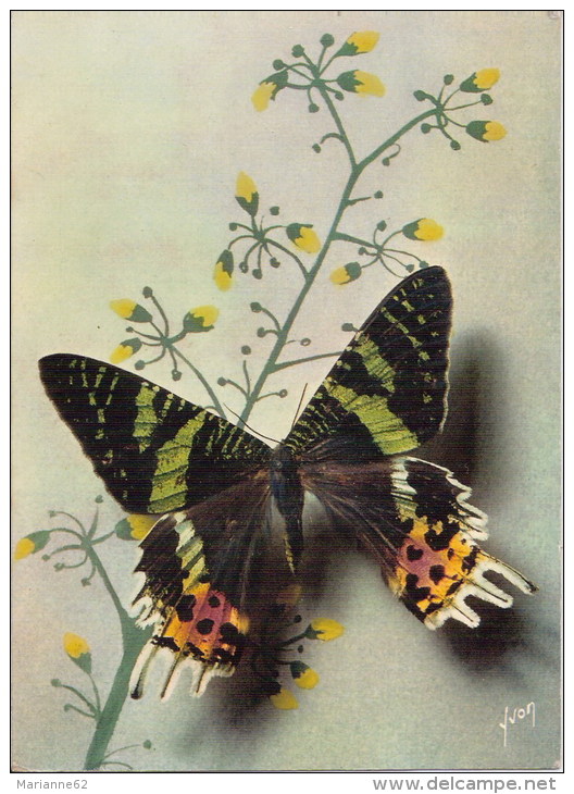 Papillon - Papillons Exotiques, Urania Riphéus -Madagascar - N°7 YVON - Mariposas