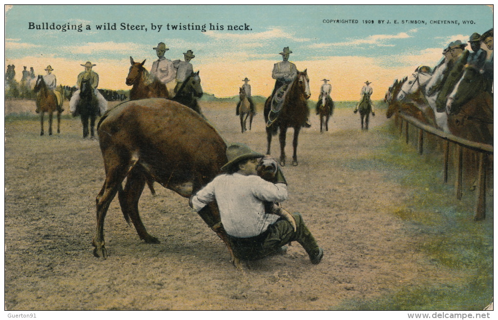 ( CPA ÉTATS UNIS )  CHEYENNE  /  WYOMING  /  Bulldoging A Wild Steer, By Twisting His Neck - - Cheyenne