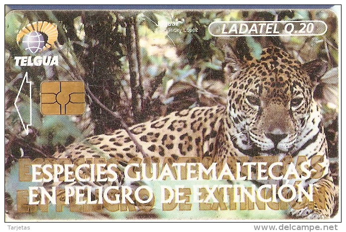 TARJETA DE GUATEMALA DE UN JAGUAR - Guatemala