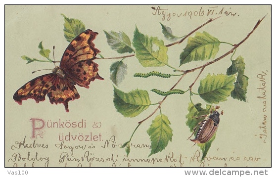 CPA BUTTERFLY, INSECT - Insekten