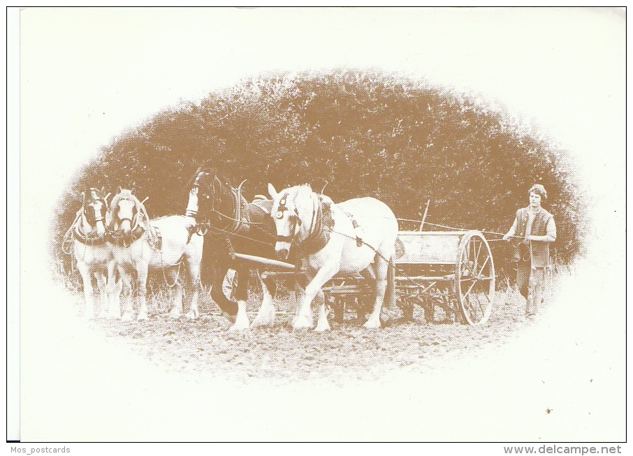 Agriculture Postcard - Seed Drilling With Four Horses   AA724 - Farms