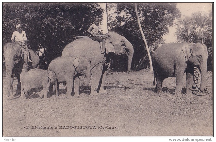 CEYLAN - ELEPHANTS A KADOGUSTOTA. - Sri Lanka (Ceylon)