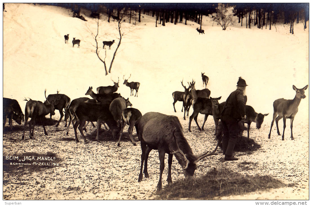 MARIAZELL : BEIM JAGA MANDL [ HIRSCHFÜTTERUNG ] - CARTE VRAIE PHOTO / REAL PHOTO POSTCARD : S. GORKIEWICZ - 1912 (o-661) - Mariazell