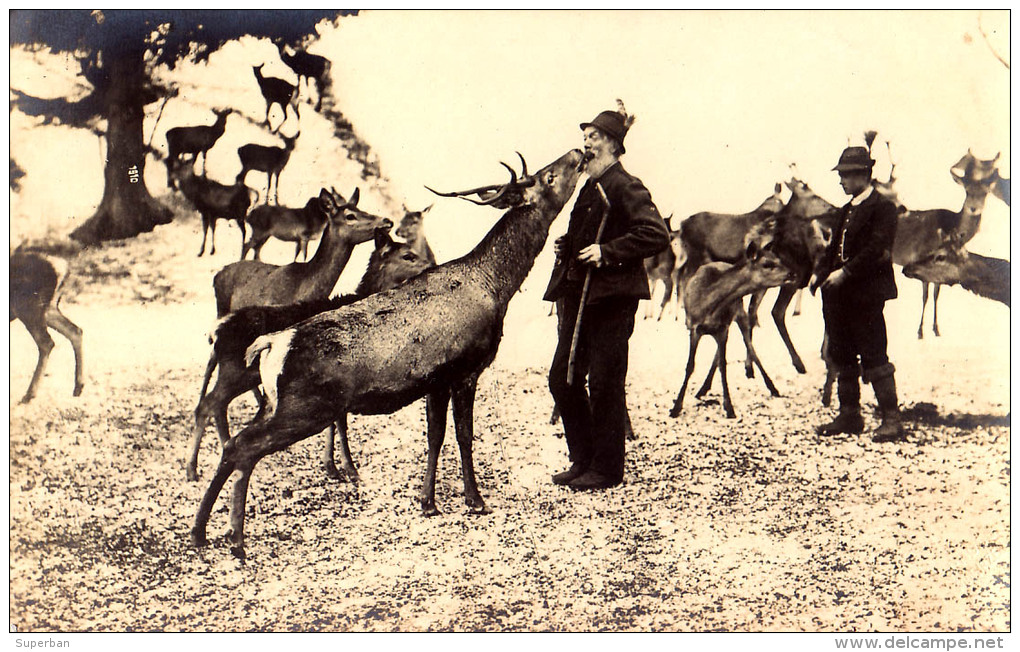 MARIAZELL : BEIM JAGA MANDL [ HIRSCHFÜTTERUNG ] - CARTE VRAIE PHOTO / REAL PHOTO POSTCARD : S. GORKIEWICZ - 1912 (o-662) - Mariazell