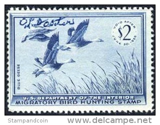 US RW22 Used Duck Stamp From 1955 - Duck Stamps