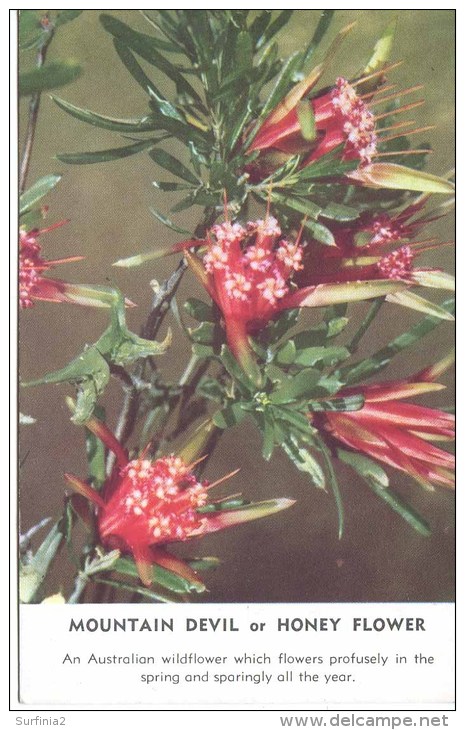 AUSTRALIAN FLORA - MOUNTAIN DEVIL OR HONEY FLOWER - Other & Unclassified