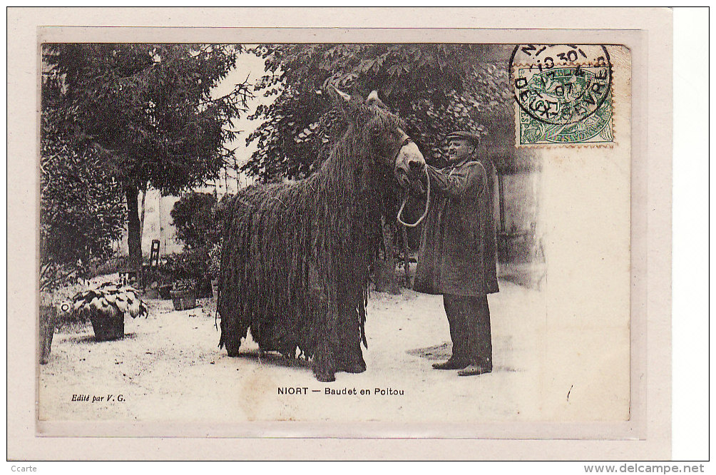 NIORT (79) / ANIMAUX / ANES / Baudet En Poitou - Niort