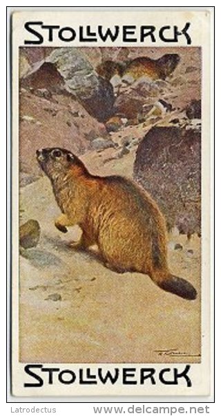 Stollwerck - Règne Animal– 1.2 (FR) – Marmot, Marmotte, Marmota - Stollwerck