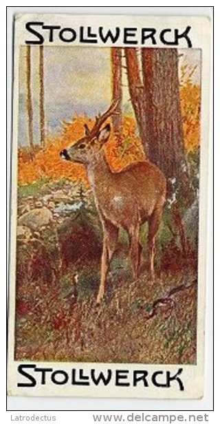 Stollwerck - Règne Animal– 1.5 (FR) – Ree, Capreolus, Chevreuil,  roe Deer  (a Bit Damaged) - Stollwerck