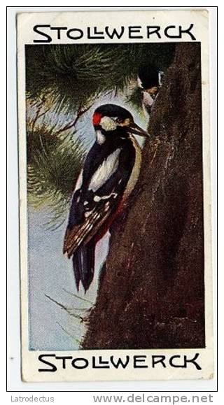 Stollwerck - Règne Animal– 2.5 (FR) – Groote (Grote)Bonte Specht, Dendrocopos, Woodpecker, Le pic épeic - Stollwerck