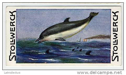 Stollwerck - Règne Animal– 3.3 (FR) – Le Dauphin Commun, Delphinus, Dolfijn, Dolphin - Stollwerck