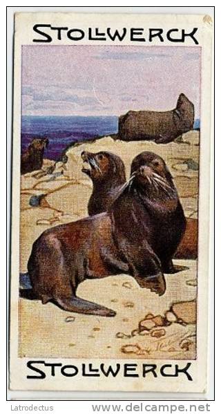 Stollwerck - Règne Animal– 5.2 (FR) – Zeeleeuw, Sea Lions, Lion De Mer, Otaries - Stollwerck
