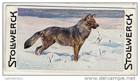 Stollwerck - Règne Animal – 9.3 (FR) – Loup, Canis Lupus, Wolf - Stollwerck