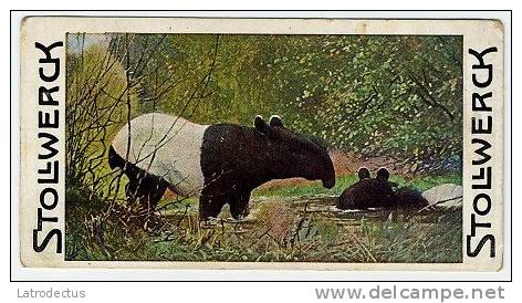 Stollwerck - Règne Animal – 10.2 (FR) - Tapir - Stollwerck