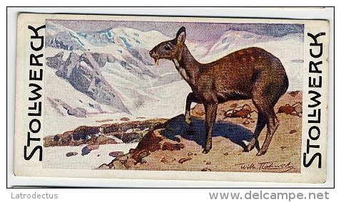 Stollwerck - Règne Animal – 11.2 (FR) – Muskusdier, Musk Deer, Moschidés  - Stollwerck