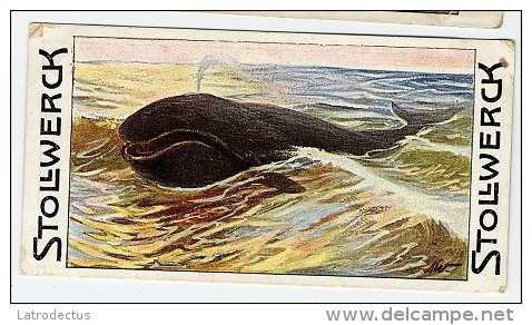 Stollwerck - Règne Animal – 12.2 (FR) – Groenlandsche Walvisch, Groenlandse Walvis, Balaena, Baleine Boréale - Stollwerck