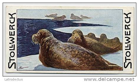 Stollwerck - Règne Animal – 12.4 (FR) – Kegelrob,  grijze Zeehond,  grey Seal, Phoque Gris - Stollwerck