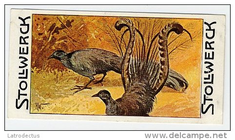 Stollwerck - Règne Animal – 13.4 (FR) – Liervogel, Menuridae, Lyrebird, Ménuridés, Menures - Stollwerck