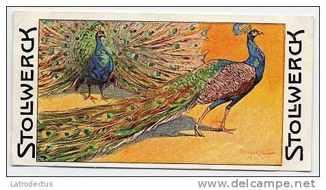 Stollwerck - Règne Animal – 14.3 (FR) – Paon, Pavo, Pauw, Peacock, Peafowl  - Stollwerck