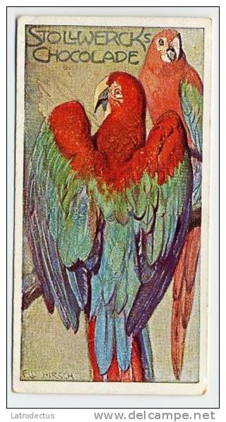 Stollwerck - Règne Animal – 17.1 (FR) – Groenvleugelara, Red-and-green Macaw, L'Ara Chloroptère, Ara à Ailes - Stollwerck