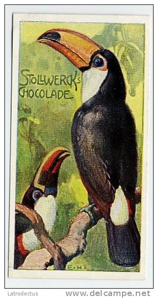 Stollwerck - Règne Animal – 17.5 (FR) – Toucans, Toekans, Ramphastidae - Stollwerck